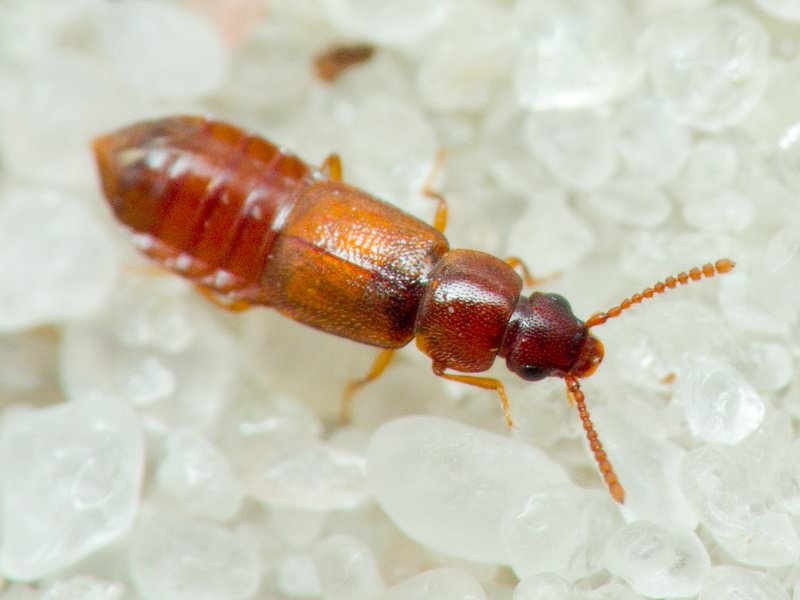 Xylodromus testaceus (Erichson, 1840)